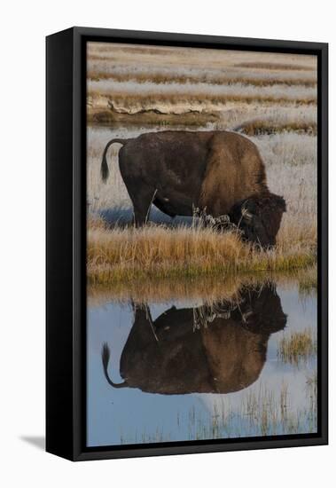 Wyoming, Yellowstone National Park. American Bison on Frosty Morning with Reflection in a Pool-Judith Zimmerman-Framed Premier Image Canvas