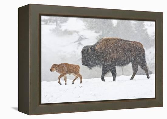 Wyoming, Yellowstone National Park, Bison and Newborn Calf Walking in Snowstorm-Elizabeth Boehm-Framed Premier Image Canvas