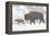 Wyoming, Yellowstone National Park, Bison and Newborn Calf Walking in Snowstorm-Elizabeth Boehm-Framed Premier Image Canvas