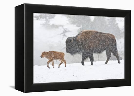 Wyoming, Yellowstone National Park, Bison and Newborn Calf Walking in Snowstorm-Elizabeth Boehm-Framed Premier Image Canvas