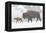 Wyoming, Yellowstone National Park, Bison and Newborn Calf Walking in Snowstorm-Elizabeth Boehm-Framed Premier Image Canvas