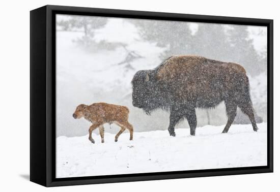 Wyoming, Yellowstone National Park, Bison and Newborn Calf Walking in Snowstorm-Elizabeth Boehm-Framed Premier Image Canvas