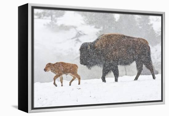 Wyoming, Yellowstone National Park, Bison and Newborn Calf Walking in Snowstorm-Elizabeth Boehm-Framed Premier Image Canvas