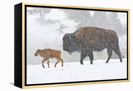 Wyoming, Yellowstone National Park, Bison and Newborn Calf Walking in Snowstorm-Elizabeth Boehm-Framed Premier Image Canvas