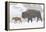 Wyoming, Yellowstone National Park, Bison and Newborn Calf Walking in Snowstorm-Elizabeth Boehm-Framed Premier Image Canvas
