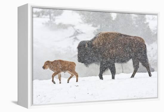 Wyoming, Yellowstone National Park, Bison and Newborn Calf Walking in Snowstorm-Elizabeth Boehm-Framed Premier Image Canvas