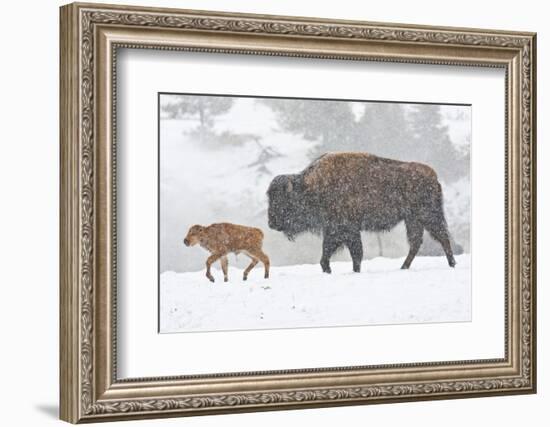 Wyoming, Yellowstone National Park, Bison and Newborn Calf Walking in Snowstorm-Elizabeth Boehm-Framed Photographic Print