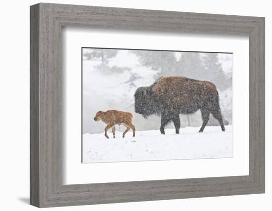 Wyoming, Yellowstone National Park, Bison and Newborn Calf Walking in Snowstorm-Elizabeth Boehm-Framed Photographic Print