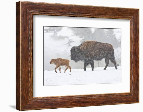 Wyoming, Yellowstone National Park, Bison and Newborn Calf Walking in Snowstorm-Elizabeth Boehm-Framed Photographic Print