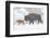 Wyoming, Yellowstone National Park, Bison and Newborn Calf Walking in Snowstorm-Elizabeth Boehm-Framed Photographic Print