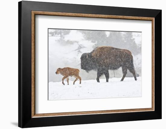 Wyoming, Yellowstone National Park, Bison and Newborn Calf Walking in Snowstorm-Elizabeth Boehm-Framed Photographic Print