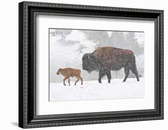 Wyoming, Yellowstone National Park, Bison and Newborn Calf Walking in Snowstorm-Elizabeth Boehm-Framed Photographic Print