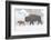 Wyoming, Yellowstone National Park, Bison and Newborn Calf Walking in Snowstorm-Elizabeth Boehm-Framed Photographic Print