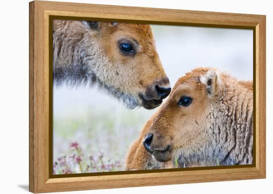 Wyoming, Yellowstone National Park, Bison Calves Greeting Each Other-Elizabeth Boehm-Framed Premier Image Canvas