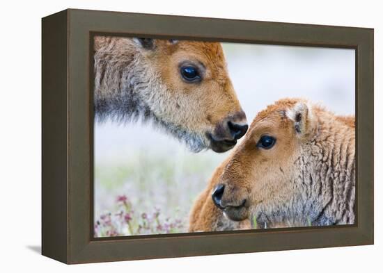 Wyoming, Yellowstone National Park, Bison Calves Greeting Each Other-Elizabeth Boehm-Framed Premier Image Canvas