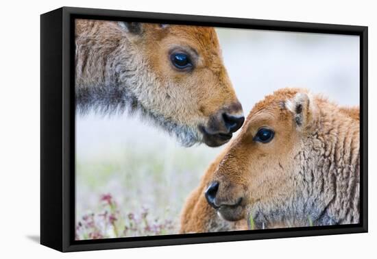 Wyoming, Yellowstone National Park, Bison Calves Greeting Each Other-Elizabeth Boehm-Framed Premier Image Canvas