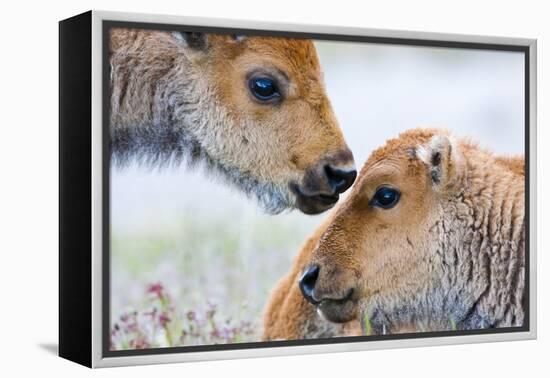 Wyoming, Yellowstone National Park, Bison Calves Greeting Each Other-Elizabeth Boehm-Framed Premier Image Canvas