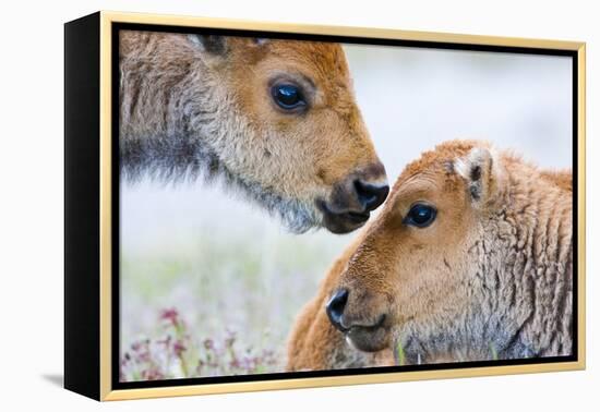 Wyoming, Yellowstone National Park, Bison Calves Greeting Each Other-Elizabeth Boehm-Framed Premier Image Canvas