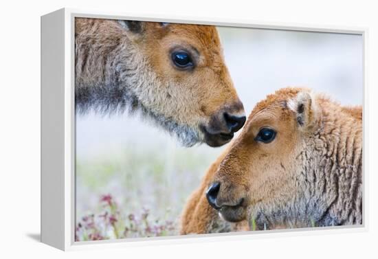 Wyoming, Yellowstone National Park, Bison Calves Greeting Each Other-Elizabeth Boehm-Framed Premier Image Canvas