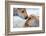 Wyoming, Yellowstone National Park, Bison Calves Greeting Each Other-Elizabeth Boehm-Framed Photographic Print