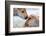 Wyoming, Yellowstone National Park, Bison Calves Greeting Each Other-Elizabeth Boehm-Framed Photographic Print