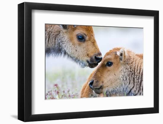 Wyoming, Yellowstone National Park, Bison Calves Greeting Each Other-Elizabeth Boehm-Framed Photographic Print