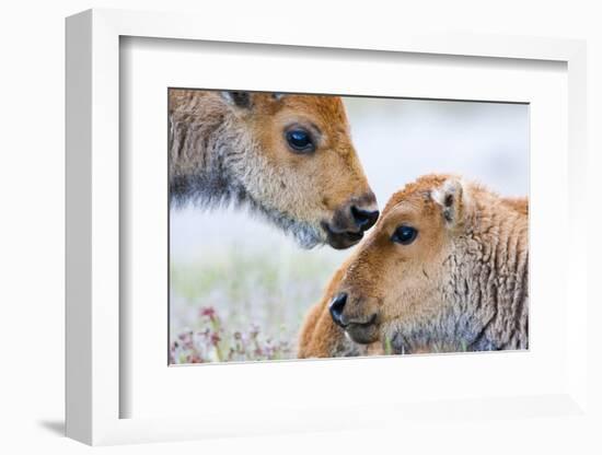 Wyoming, Yellowstone National Park, Bison Calves Greeting Each Other-Elizabeth Boehm-Framed Photographic Print