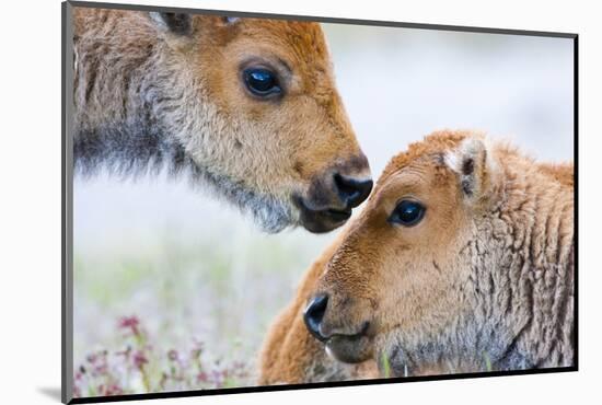 Wyoming, Yellowstone National Park, Bison Calves Greeting Each Other-Elizabeth Boehm-Mounted Photographic Print