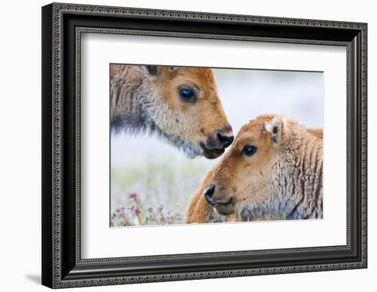 Wyoming, Yellowstone National Park, Bison Calves Greeting Each Other-Elizabeth Boehm-Framed Photographic Print
