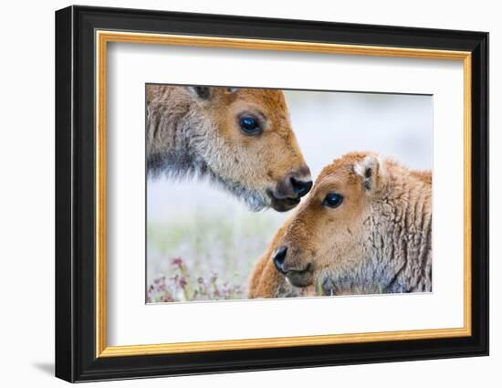 Wyoming, Yellowstone National Park, Bison Calves Greeting Each Other-Elizabeth Boehm-Framed Photographic Print