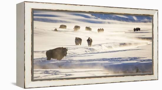 Wyoming, Yellowstone National Park, Bison Herd Along Alum Creek in Winter-Elizabeth Boehm-Framed Premier Image Canvas