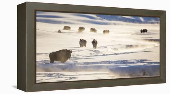 Wyoming, Yellowstone National Park, Bison Herd Along Alum Creek in Winter-Elizabeth Boehm-Framed Premier Image Canvas