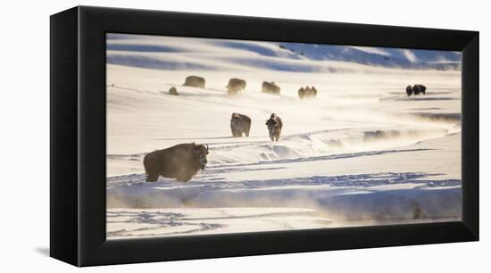Wyoming, Yellowstone National Park, Bison Herd Along Alum Creek in Winter-Elizabeth Boehm-Framed Premier Image Canvas