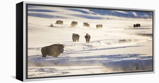 Wyoming, Yellowstone National Park, Bison Herd Along Alum Creek in Winter-Elizabeth Boehm-Framed Premier Image Canvas