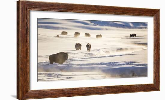 Wyoming, Yellowstone National Park, Bison Herd Along Alum Creek in Winter-Elizabeth Boehm-Framed Photographic Print