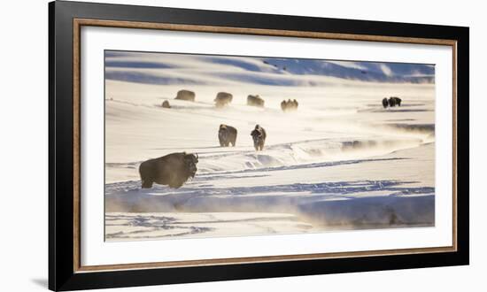 Wyoming, Yellowstone National Park, Bison Herd Along Alum Creek in Winter-Elizabeth Boehm-Framed Photographic Print