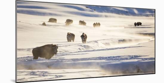 Wyoming, Yellowstone National Park, Bison Herd Along Alum Creek in Winter-Elizabeth Boehm-Mounted Photographic Print