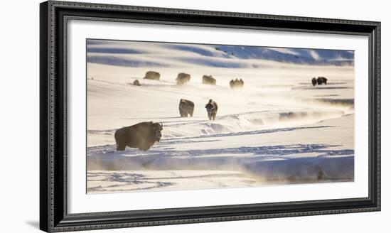 Wyoming, Yellowstone National Park, Bison Herd Along Alum Creek in Winter-Elizabeth Boehm-Framed Photographic Print