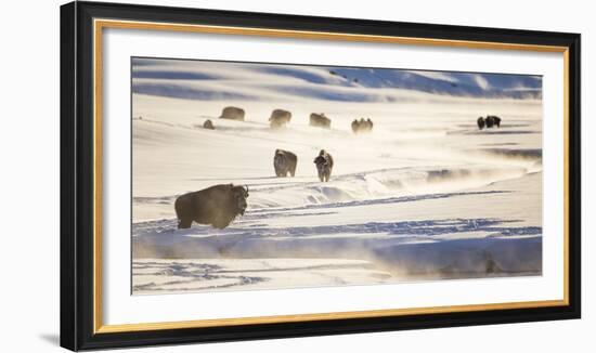 Wyoming, Yellowstone National Park, Bison Herd Along Alum Creek in Winter-Elizabeth Boehm-Framed Photographic Print