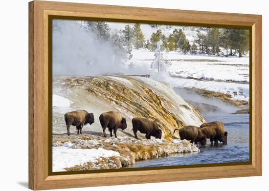 Wyoming, Yellowstone National Park, Bison Herd Drinking from Firehole River-Elizabeth Boehm-Framed Premier Image Canvas