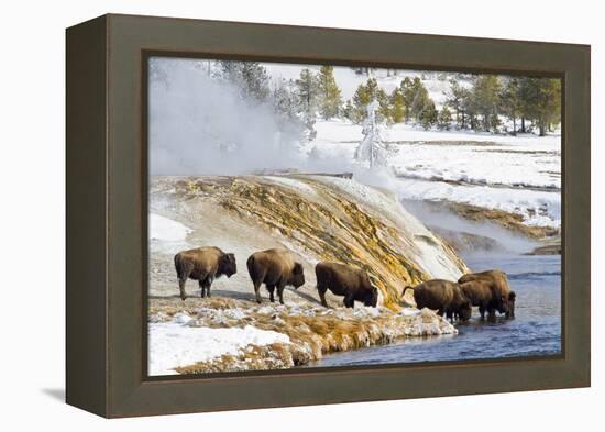 Wyoming, Yellowstone National Park, Bison Herd Drinking from Firehole River-Elizabeth Boehm-Framed Premier Image Canvas