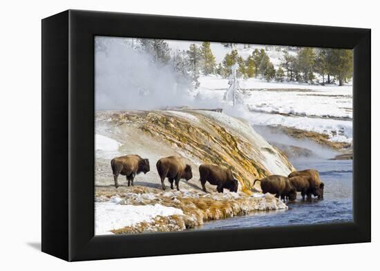 Wyoming, Yellowstone National Park, Bison Herd Drinking from Firehole River-Elizabeth Boehm-Framed Premier Image Canvas