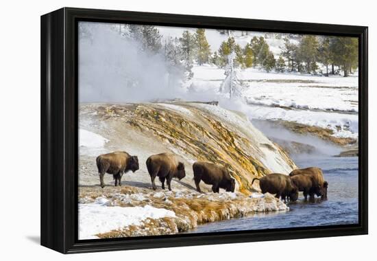 Wyoming, Yellowstone National Park, Bison Herd Drinking from Firehole River-Elizabeth Boehm-Framed Premier Image Canvas