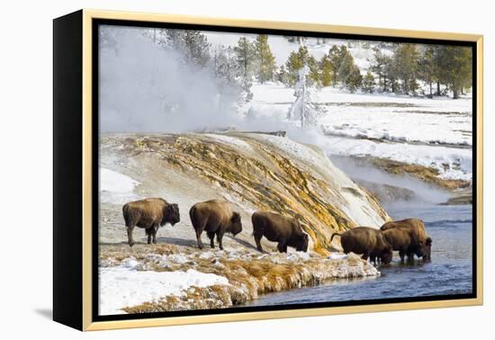 Wyoming, Yellowstone National Park, Bison Herd Drinking from Firehole River-Elizabeth Boehm-Framed Premier Image Canvas