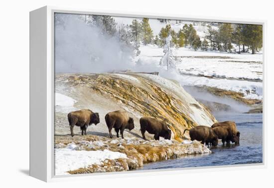 Wyoming, Yellowstone National Park, Bison Herd Drinking from Firehole River-Elizabeth Boehm-Framed Premier Image Canvas