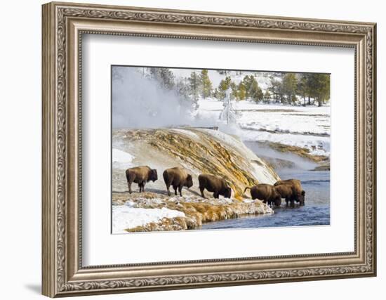 Wyoming, Yellowstone National Park, Bison Herd Drinking from Firehole River-Elizabeth Boehm-Framed Photographic Print