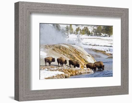 Wyoming, Yellowstone National Park, Bison Herd Drinking from Firehole River-Elizabeth Boehm-Framed Photographic Print