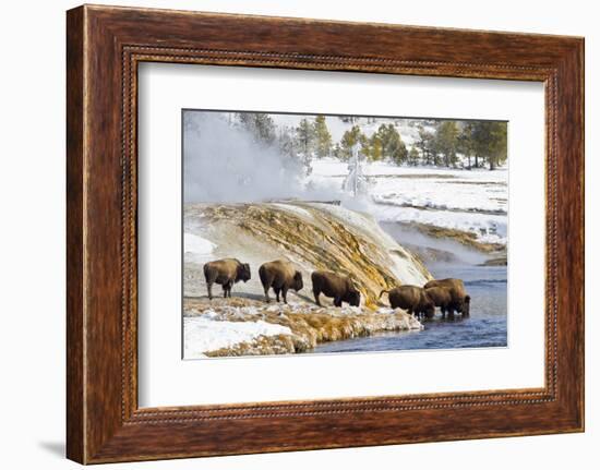 Wyoming, Yellowstone National Park, Bison Herd Drinking from Firehole River-Elizabeth Boehm-Framed Photographic Print