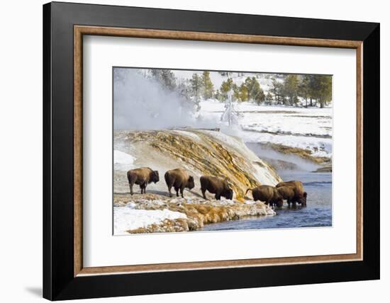 Wyoming, Yellowstone National Park, Bison Herd Drinking from Firehole River-Elizabeth Boehm-Framed Photographic Print