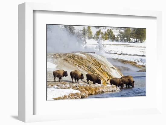 Wyoming, Yellowstone National Park, Bison Herd Drinking from Firehole River-Elizabeth Boehm-Framed Photographic Print